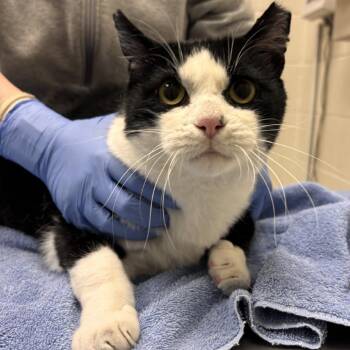 Moo -  Domestic Short Hair Cat for Adoption in Murray, Utah - Moo | PetCurious