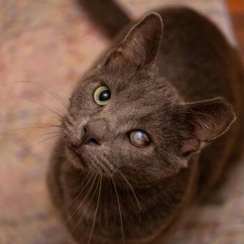 Domestic Short Hair Cats Available for Adoption in Chicago, Illinois - Rascal | PetCurious