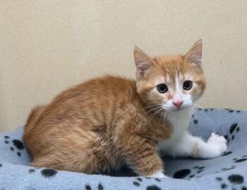 Domestic Short Hair Cats Available for Adoption in Washington Court House, Ohio - Chevy | PetCurious
