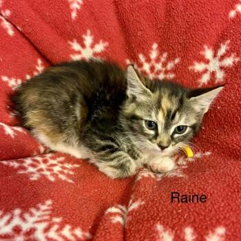 Raine -  Calico and Domestic Short Hair Cat Available for Adoption in Buford, Georgia - Raine | PetCurious