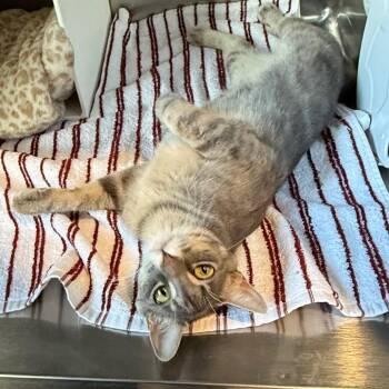 Cherish -  Domestic Short Hair Cat for Adoption in Cedaredge, Colorado - Cherish | PetCurious