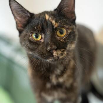 Rescue Tortoiseshell Cats for Adoption in Bethel, Connecticut - Tali CONFIDENT SOCIAL BUTTERFLY | PetCurious