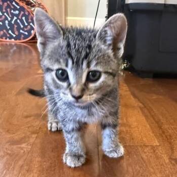 Domestic Short Hair Cats Available for Adoption in Austin, Texas - Nostalgia 2 | PetCurious