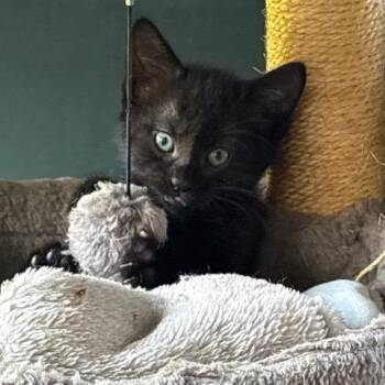 Lulu -  Domestic Short Hair Cat for Adoption in Los Angeles, California - Lulu | PetCurious