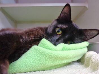 Domestic Short Hair Cats Available for Adoption in Delhi, New York - LEEK | PetCurious