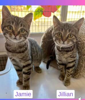Domestic Short Hair Cats Available for Adoption - Jillian | PetCurious