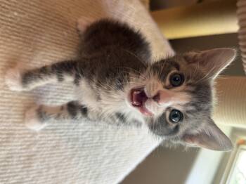 Farquaad -  Domestic Short Hair Cat for Adoption in Fruit Heights, Utah - Farquaad | PetCurious