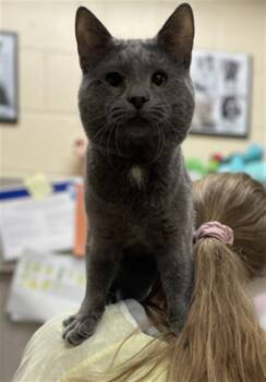 Rescue Domestic Short Hair Cats for Adoption in Aliquippa, Pennsylvania - GUS | PetCurious