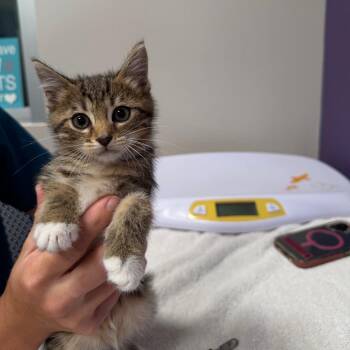Samuel -  Domestic Short Hair Cat for Adoption in Englewood, Florida - Samuel | PetCurious