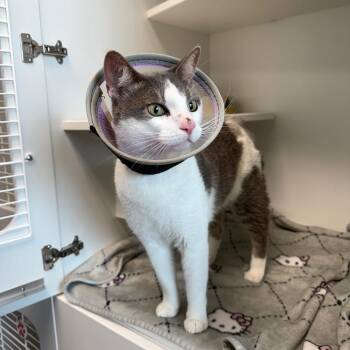 Charlie -  Domestic Short Hair Cat for Adoption in Port Richey, Florida - Charlie | PetCurious