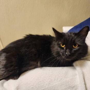 Domestic Medium Hair and Domestic Short Hair Cats Available for Adoption in Baraboo, Wisconsin - Fluffy | PetCurious