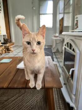 Bell -  Domestic Short Hair Cat for Adoption in Wyoming, Michigan - Bell | PetCurious