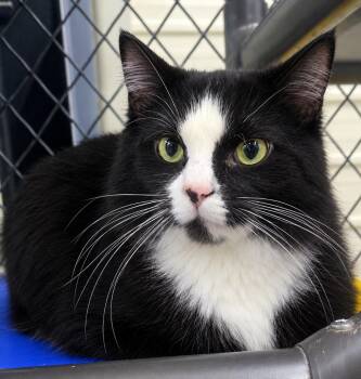 Fluffy -  Domestic Long Hair Cat for Adoption in Lagrange, Indiana - Fluffy | PetCurious