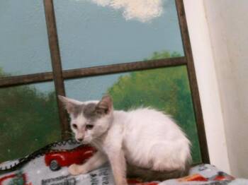 JANNEY -  Domestic Short Hair Cat for Adoption in Houston, Texas - JANNEY | PetCurious