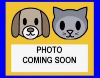 CARAMEL -  Domestic Short Hair Cat for Adoption in San Antonio, Texas - CARAMEL | PetCurious