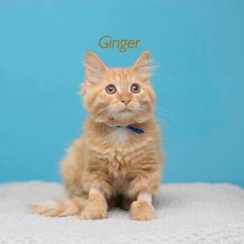 Ginger -  Domestic Long Hair and Domestic Short Hair Cat for Adoption in Parma, Ohio - Ginger | PetCurious