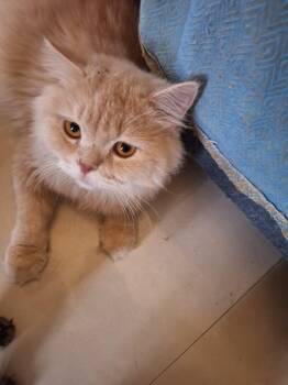 Rescue Persian and British Longhair Cats for Adoption in Brampton, Ontario - Bowge | PetCurious