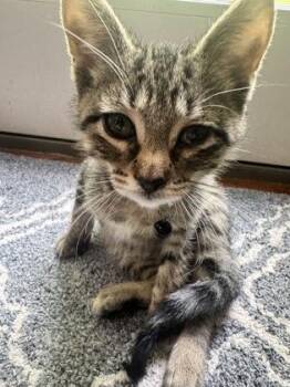 Skips -  Domestic Short Hair Cat for Adoption in East Amwell Township, New Jersey - Skips | PetCurious