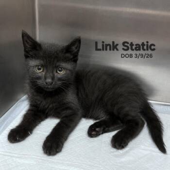 Domestic Short Hair Cats Available for Adoption in Quincy, Ohio - Link Static (Black Tabby) | PetCurious