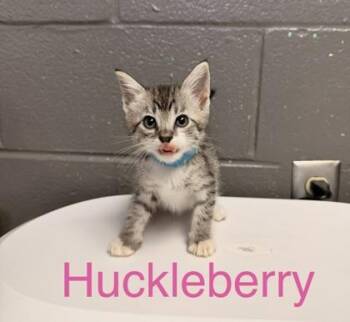 Huckleberry -  Domestic Short Hair Cat for Adoption in Fort Worth, Texas - Huckleberry | PetCurious