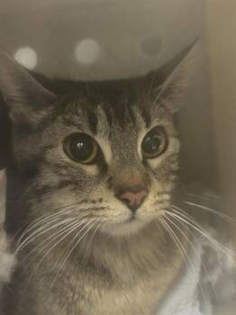 ELEPHANT -  Domestic Short Hair Cat for Adoption in Kent, Washington - ELEPHANT | PetCurious