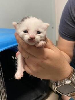 Scone -  Domestic Short Hair Cat for Adoption in Daytona Beach, Florida - Scone | PetCurious