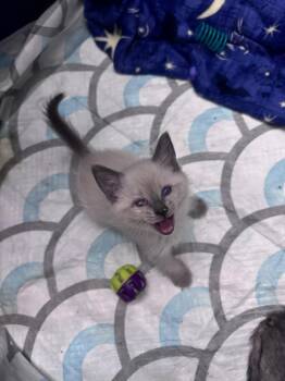 Nightshade -  Siamese Cat for Adoption in Johnson City, Tennessee - Nightshade | PetCurious