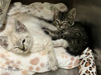 PEACE -  Domestic Short Hair Cat for Adoption in Tustin, California - PEACE | PetCurious