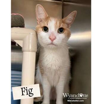 FIG -  Domestic Short Hair Cat for Adoption in Wyandotte, Michigan - FIG | PetCurious