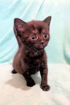 Pepper -  Domestic Short Hair Cat for Adoption in Chalfont, Pennsylvania - Pepper | PetCurious