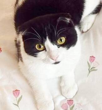 Scottish Fold Cats Available for Adoption in Bedford Hills, New York - Elina Is A RARE BABY Tuxie Fold Kitten - VIDEO - EMERGENCY Doha  | PetCurious