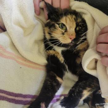 Domestic Short Hair Cats Available for Adoption in Walker, Michigan - Sassy | PetCurious