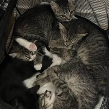 Baby -  Domestic Short Hair Cat for Adoption in Boerne, Texas - Baby | PetCurious