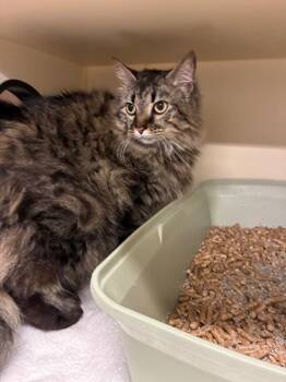 Domestic Long Hair Cats Available for Adoption in Bloomington, Indiana - Mini | PetCurious
