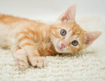 Zion is as majestic and mighty as his name -  Tabby Cat for Adoption in Bedford Hills, New York - Zion Is As Majestic And Mighty As His Name | PetCurious