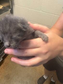 Domestic Medium Hair Cats Available for Adoption - Hippie | PetCurious