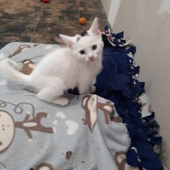 Tik -  Domestic Short Hair Cat for Adoption in West Des Moines, Iowa - Tik | PetCurious