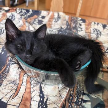 Monsoon - Weather Channel Kittens -  Domestic Medium Hair Cat for Adoption in Portland, Oregon - Monsoon - Weather Channel Kittens | PetCurious