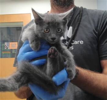 MIKEY -  Domestic Medium Hair Cat for Adoption in Albuquerque, New Mexico - MIKEY | PetCurious