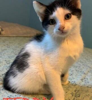 Teddy -  Domestic Short Hair Cat for Adoption in Kenosha, Wisconsin - Teddy | PetCurious