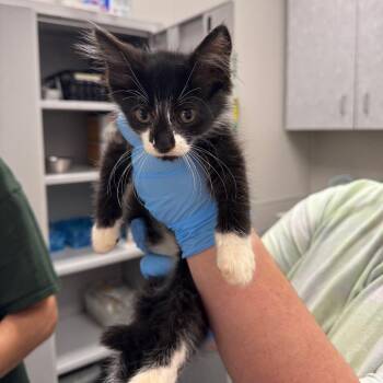 Pumba -  Domestic Long Hair Cat for Adoption in Columbiana, Alabama - Pumba | PetCurious