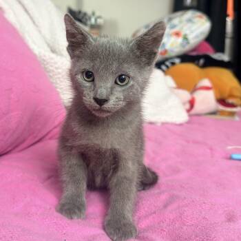 Ash -  Russian Blue Cat for Adoption in Palmetto Bay, Florida - Ash | PetCurious