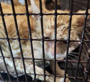 Rescue Domestic Short Hair Cats for Adoption in San Antonio, Texas - KEITH | PetCurious