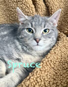 Domestic Short Hair Cats Available for Adoption - Spruce | PetCurious