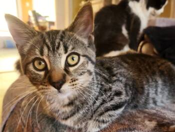 Rescue Domestic Short Hair and Tabby Cats for Adoption in Chertsey, Quebec - Muguet | PetCurious