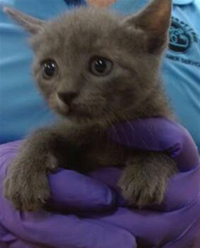 Domestic Short Hair Cats Available for Adoption in Doral, Florida - KARA | PetCurious