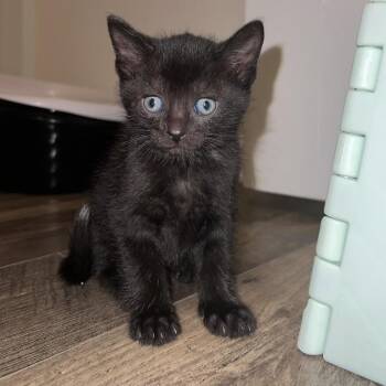 Domestic Short Hair Cats Available for Adoption in Cumming, Georgia - Boone | PetCurious