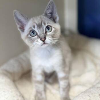 Skippy -  Domestic Short Hair Cat for Adoption in Aldie, Virginia - Skippy | PetCurious