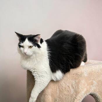 Sally (SUPER FLUFFY AND LOVABLE) -  Domestic Long Hair Cat for Adoption in Chuckey, Tennessee - Sally (SUPER FLUFFY AND LOVABLE) | PetCurious