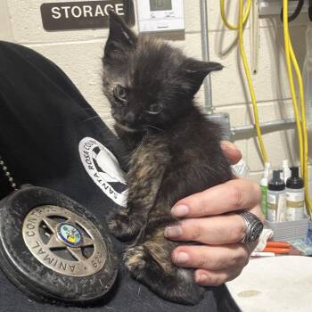 Mitz -  Domestic Short Hair Cat for Adoption in Milton, Florida - Mitz | PetCurious